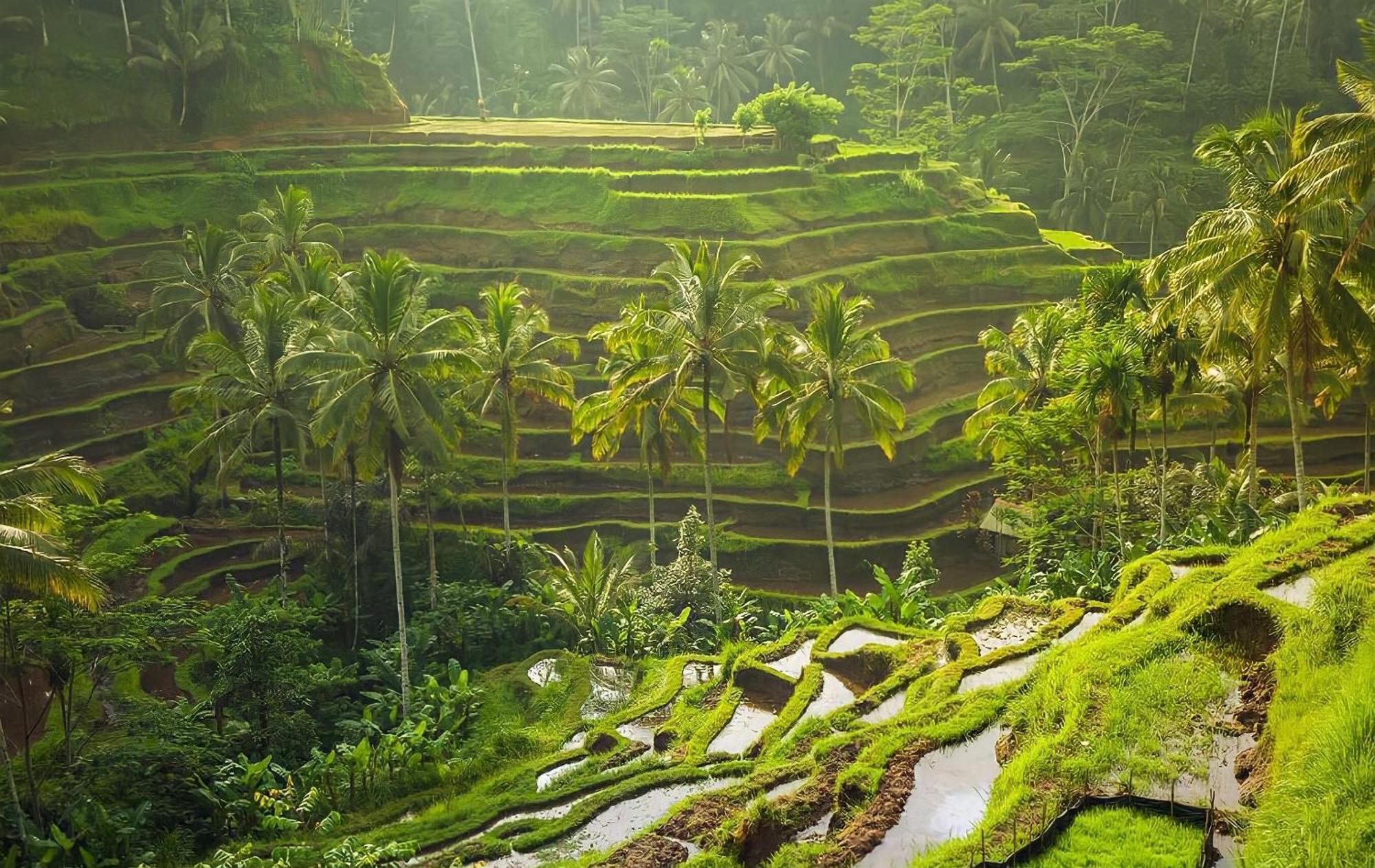 Royal Jj Ubud Resort & Spa Экстерьер фото